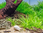 Preview: Schmalblättrige Schwertpflanze - Helanthium bolivianum Quadricostatus in vitro